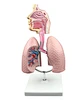 Respiratory system model for medical education